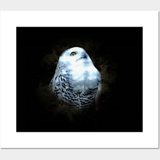 Snowy owl Posters and Art